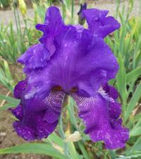Iris (Kosatec 'Hookem Horns' - Vysoké bradaté kosatce)