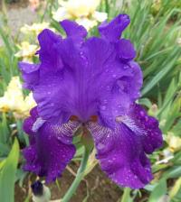 Iris (Kosatec 'Hookem Horns' - Vysoké bradaté kosatce)