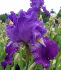 Iris (Kosatec 'Hookem Horns' - Vysoké bradaté kosatce)