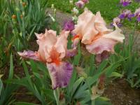Iris (Kosatec 'Sing In Harmony' - Vysoké bradaté kosatce)