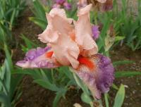 Iris (Kosatec 'Sing In Harmony' - Vysoké bradaté kosatce)