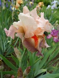 Iris (Kosatec 'Sing In Harmony' - Vysoké bradaté kosatce)