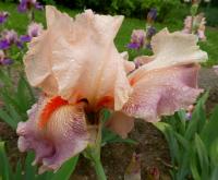 Iris (Kosatec 'Sing In Harmony' - Vysoké bradaté kosatce)
