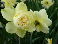 Narcissus (Narcis 'Manly' - Plnokvěté narcisy)