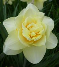 Narcissus (Narcis 'Manly' - Plnokvěté narcisy)