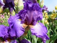 Iris (Kosatec 'Leroy's Silverback' - Vysoké bradaté kosatce)