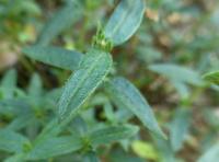 Helianthemum (Devaterník 'Sterntaler' - list)