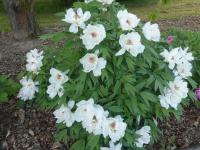 Paeonia suffruticosa (Pivoňka keřovitá 'Jing Yu')