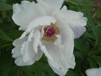 Paeonia suffruticosa (Pivoňka keřovitá 'Jing Yu')