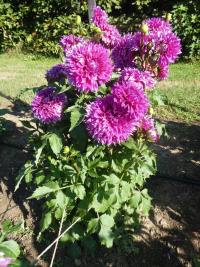 Dahlia (Jiřinka 'Orija' - Dekorační jiřinky)