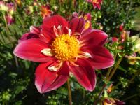 Dahlia (Jiřinka 'Drugys' - Náhrdelníkové jiřinky)