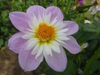 Dahlia (Jiřinka 'Teesbrooke Audrey' - Náhrdelníkové jiřinky)
