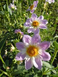 Dahlia (Jiřinka 'Teesbrooke Audrey' - Náhrdelníkové jiřinky)