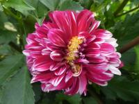 Dahlia (Jiřinka 'Darius ir Girénas' - Dekorační jiřinky)