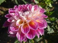 Dahlia (Jiřinka 'Oginskis' - Dekorační jiřinky)