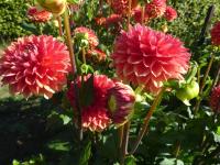 Dahlia (Jiřinka 'Emilija' - Dekorační jiřinky)