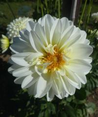 Dahlia (Jiřinka 'Karma Serena' - Dekorační jiřinky)