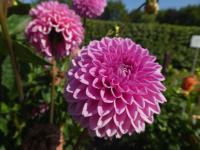 Dahlia (Jiřinka 'Jowey Frambo' - Dekorační jiřinky)