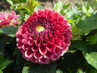 Dahlia (Jiřinka 'Copperboy' - Kulovité jiřinky)