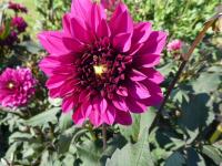 Dahlia (Jiřinka 'Purple Haze' - Anemonkovité jiřinky)
