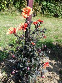 Dahlia (Jiřinka 'Bishop of Oxford')