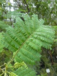 Paraserianthes lophantha (Albízie chocholatá - list)