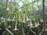 Brugmansia suaveolens (Durmanovec)