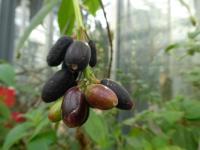 Fuchsia boliviana (Fuchsie bolivijská - plody)