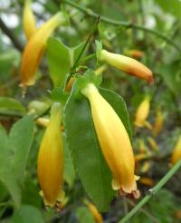 Halleria elliptica (Halerie - květy)