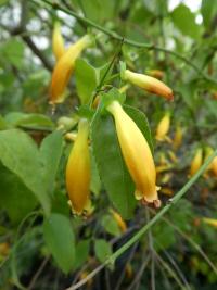 Halleria elliptica (Halerie)