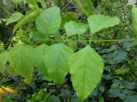 Halleria elliptica (Halerie - list)