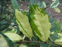 Elaeagnus pungens (Hlošina pichlavá 'Fredericii' - listy)