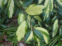 Elaeagnus pungens (Hlošina pichlavá 'Fredericii' - listy)