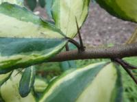 Elaeagnus pungens (Hlošina pichlavá 'Fredericii' - větévka s trnem)