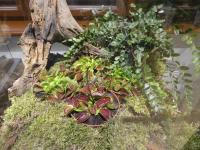Dionaea muscipula (Mucholapka podivná)