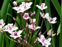 Šmel okoličnatý (Butomus umbellatus)