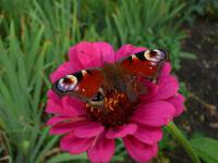 Zinnia elegans (Ostálka a motýl)