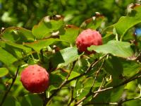 Cornus kousa (Svída japonská 'Milky Way')