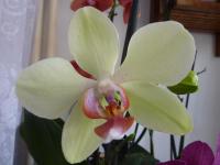 Phalaenopsis (Falenopsis)