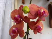 Phalaenopsis (Falenopsis)