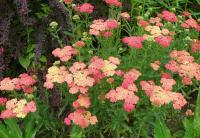 Achillea (Řebříček)
