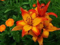 Lilium (Lilie 'Giraffe' - Asijské hybridy vysoké)