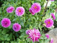 Dahlia (Dahlien)