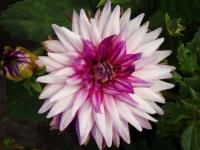 Dahlia (Dahlien)