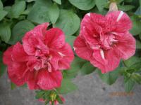 Petunia (Petunie převislá)