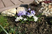 Chionodoxa (Ladonička)