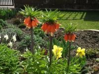 Fritillaria imperialis (Řebčík královský)