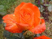 Rosa (Růže 'France Libre' - Velkokvěté růže)