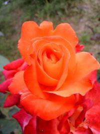 Rosa (Růže 'France Libre' - Velkokvěté růže)