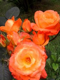Rosa (Růže 'France Libre' - Velkokvěté růže)